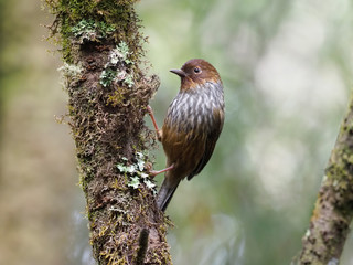 Taiwan barwing, Actinodura morrisoniana