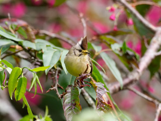 Taiwan yuhina, Yuhina brunneiceps