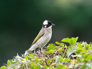 Chinese bulbul or Light-vented bulbul, Pycnonotus sinensis