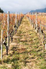 vineyard and pinot noir grapevines in late autumn