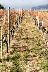 vineyard and pinot noir grapevines in late autumn