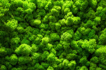 Green moss backgruond close up interior design. top view close up - Powered by Adobe