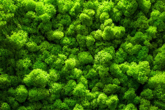 Green moss backgruond close up interior design. top view close up