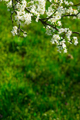 Fototapeta na wymiar Cherry blossom branch