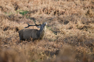 Beautiful red deer stag Cervus Elaphus with majestic antelrs in Autumn Fall froest landscape