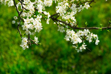 Cherry blossom branch