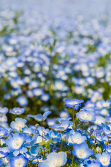 Nemophila flowers at Hitachi Seaside Park, Japan (Baby blue eyes)
