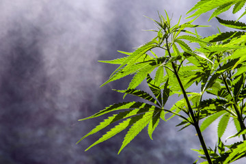 Plants of marijuana are enveloped in clouds of smoke. Selective focus.