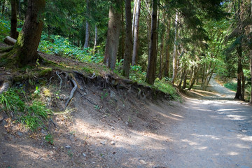 Scenic trail in the natural reserve Borjomi.