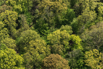 vue aérienne d'une forêt dans l'Eure-et-Loir en France