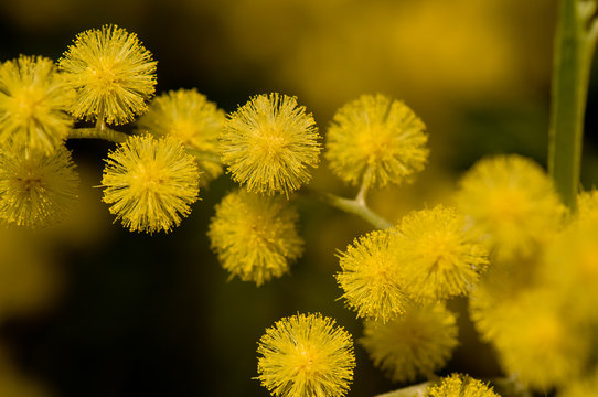 Mimosastrauch