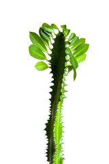 Beautiful cactus with thorns and leaves.