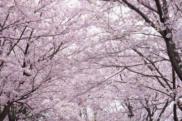 桜、ソメイヨシノバックグラウンド