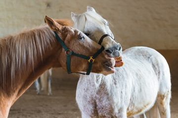Zwei Pferde schmusen liebevoll miteinander in der Reithalle