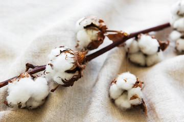 Cotton flower on grey fabric