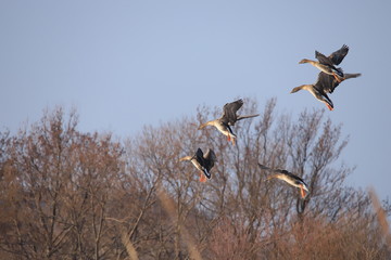 オオヒシクイ　Taiga bean goose	