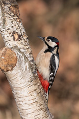Picchio rosso maggiore maschio su betulla (Dendrocopos major)
