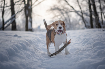 Beagle dog on a walk in a beautiful snow-covered Park