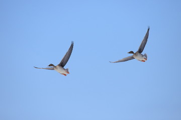 オオヒシクイ　Taiga bean goose	
