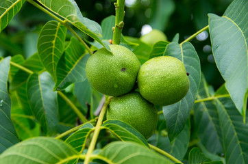 Green walnuts on tree