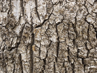bark of a tree
