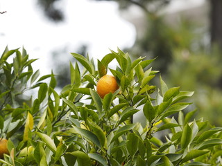 oranges on tree