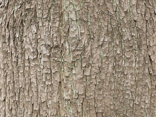 bark of a tree