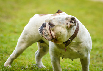 A brown and white English Bulldog running on the lawn looking playful and cheerful. The Bulldog is a muscular, heavy dog with a wrinkled face and a distinctive pushed-in nose.