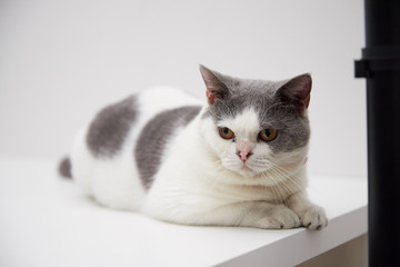 white and gray British shorthair