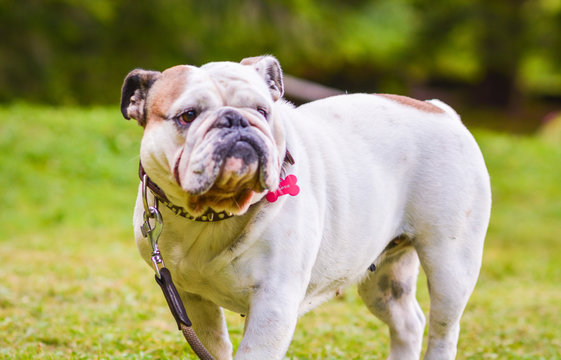 A brown and white English Bulldog running on the lawn looking playful and cheerful. The Bulldog is a muscular, heavy dog with a wrinkled face and a distinctive pushed-in nose.