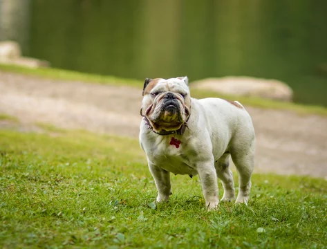 English bulldog runny store nose