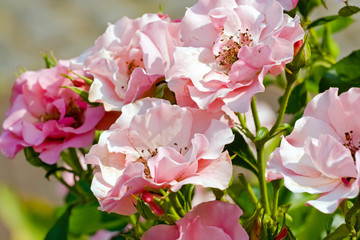 Small pink roses among foliage