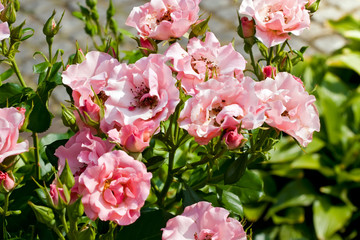 Small pink roses among foliage