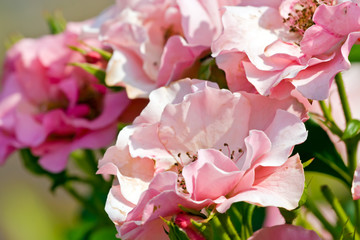 Small pink roses among foliage