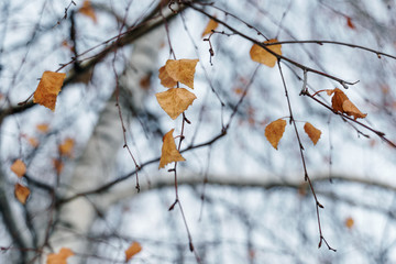 dry birch leaves on a tree