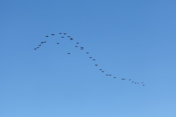 Flock of migratory birds in the sky. Natural background