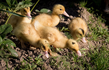 Cute little ducks