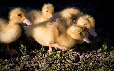 Cute little ducks