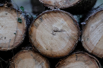 pile of logs cut tree