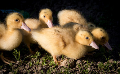 Cute little ducks