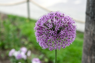 flower spherical shape on a thin stem
