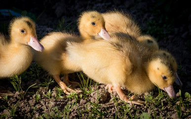 Cute little ducks