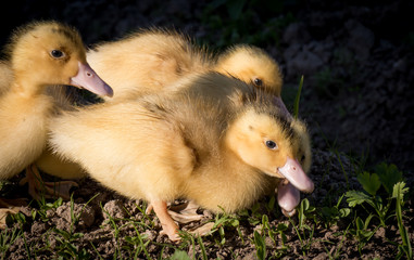Cute little ducks