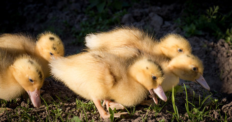 Cute little ducks