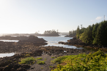 Obraz premium Rainforest meets coast on Vancouver Island