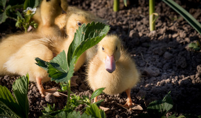 Cute little ducks