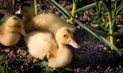 Cute little ducks