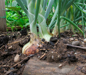 Mangez bio, cultivez votre jardin