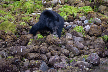 A coastal black bear on Vancouver Island