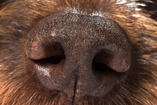 big brown dog nose